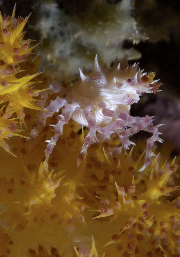 Soft Coral Crab