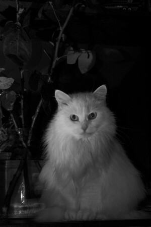 This Cat