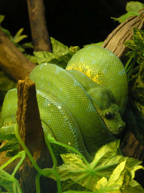 &quot;Snake&quot;