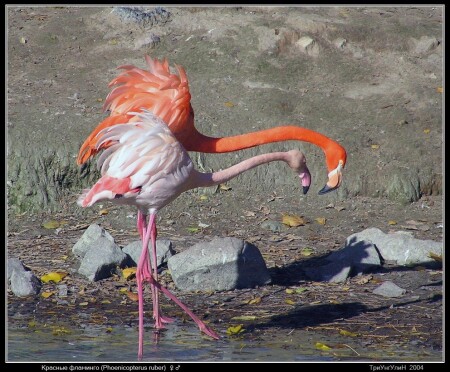 Красные фламинго (Phoenicopterus ruber)