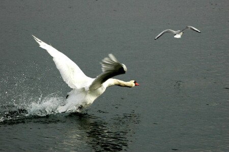 Лебедь белая