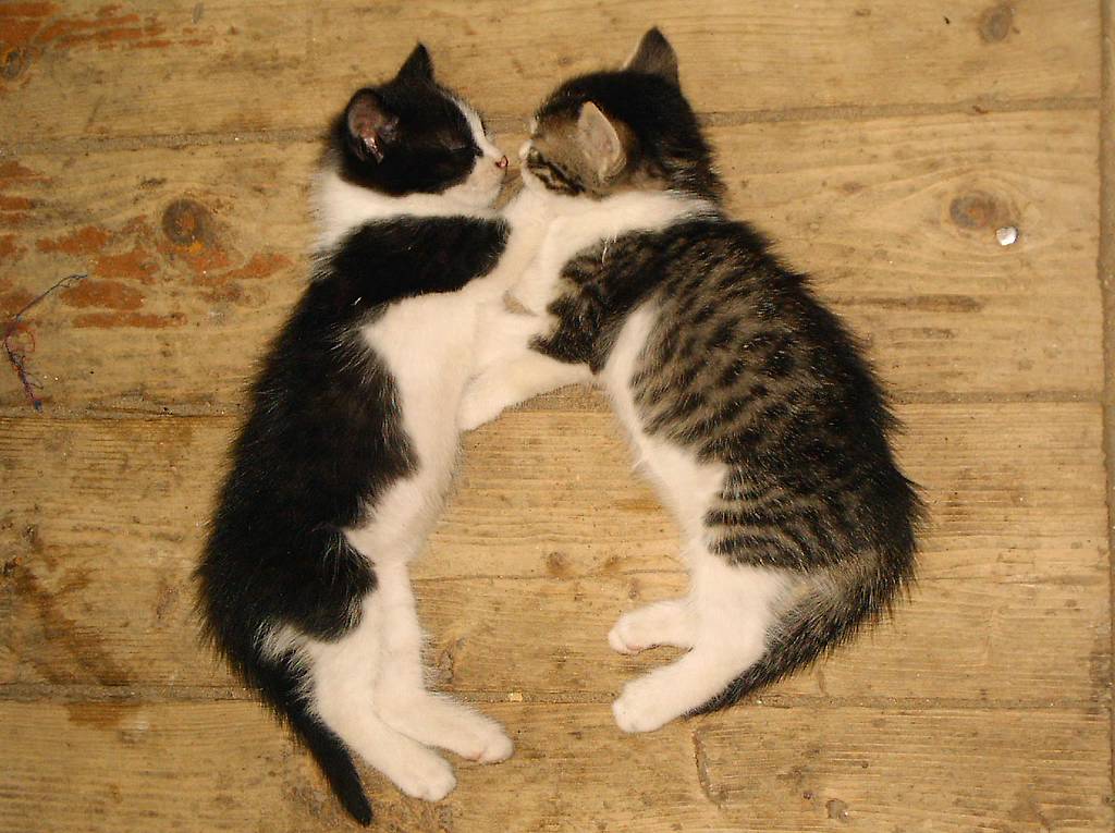 Котята