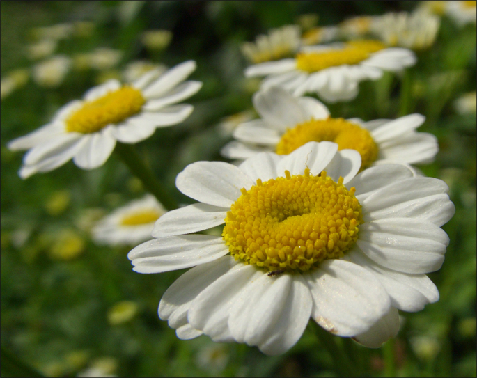 Ox-eye Daisy