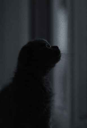 ночью все кошки серы...