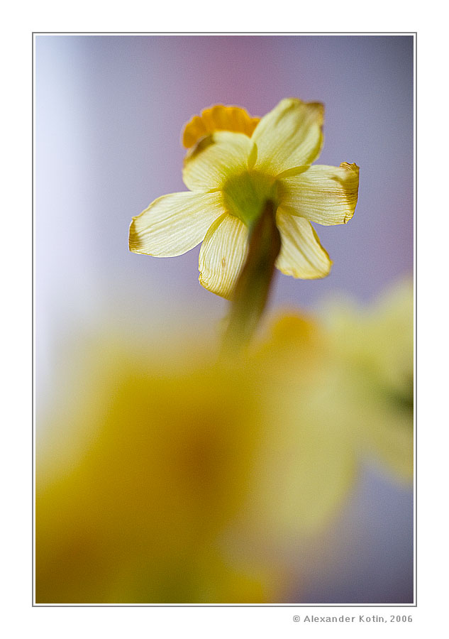 lent lily
