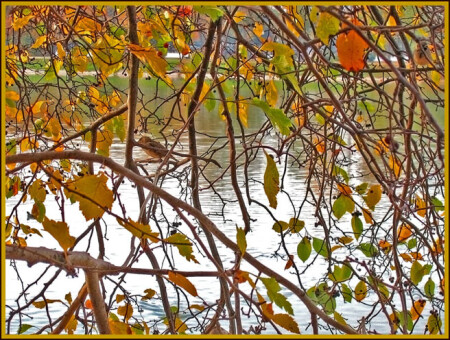 Осенняя палитра