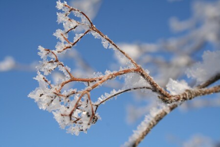 Северный Снег