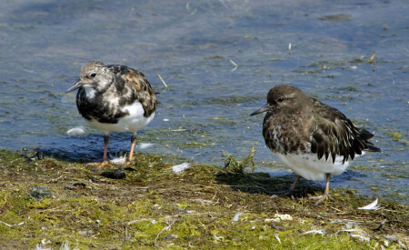 Камнешарики