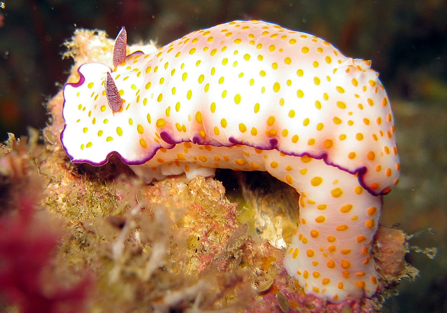 Nudibranch 1