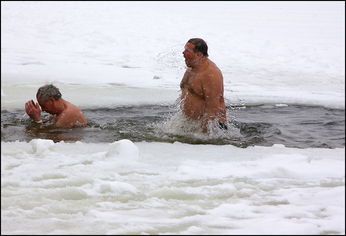 Моржи