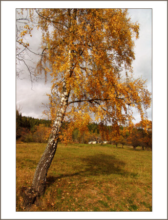 Осенняя берёза
