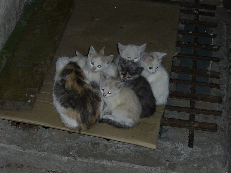 Бездомные котята