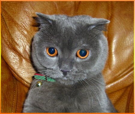 Котик