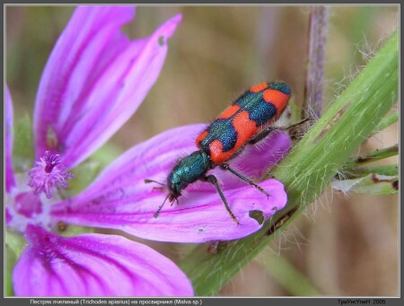 Пестряк пчелиный (Trichodes apiarius) на просвирнике (Malva sp.)