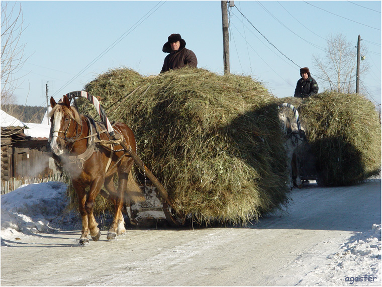 Сено душистое по Чуйскому тракту...