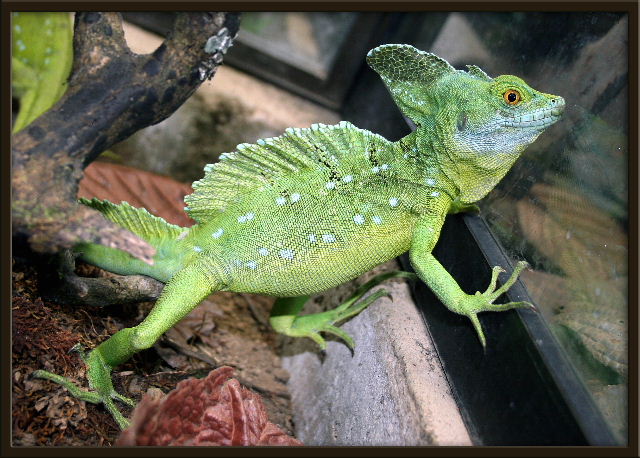 Green Basilisk ( Basiliscus )