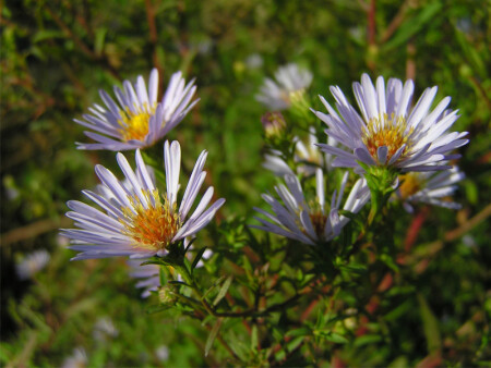 Полевые цветы