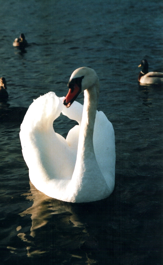 Лебедь