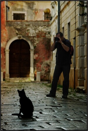 the cat
