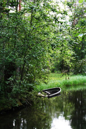 Протока в лесу