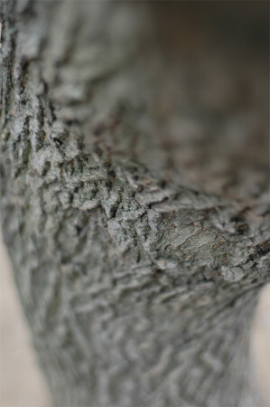 Чудо СВЕТОСИЛЫ