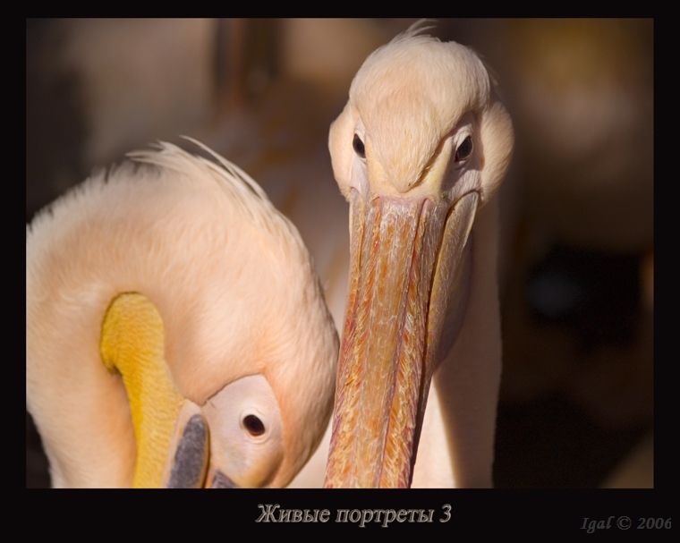 Живые портреты 3