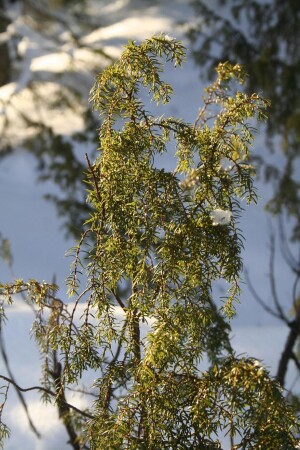 Можжевельник. 