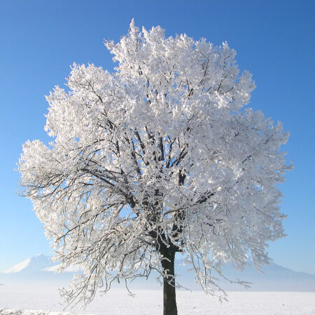 Зимнее цветение