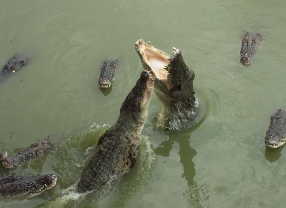 Monsieur, je ne mange pas six jours...
