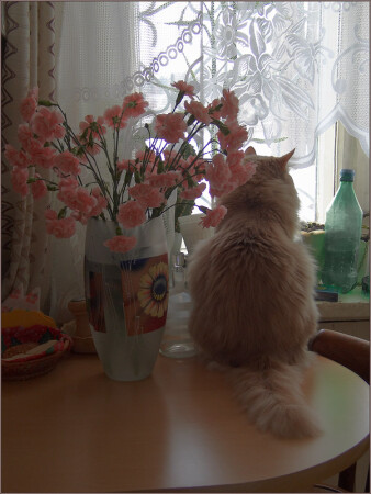 Весенняя композиция с котом