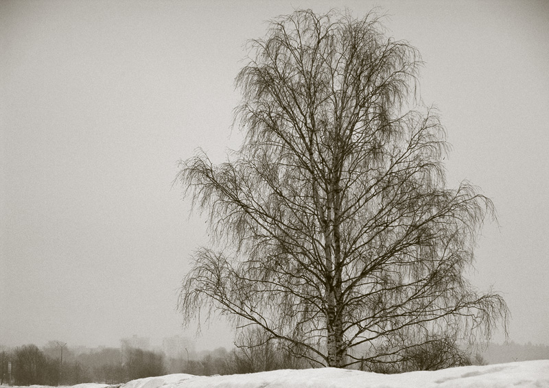 melancholy birch