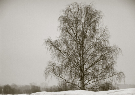 melancholy birch
