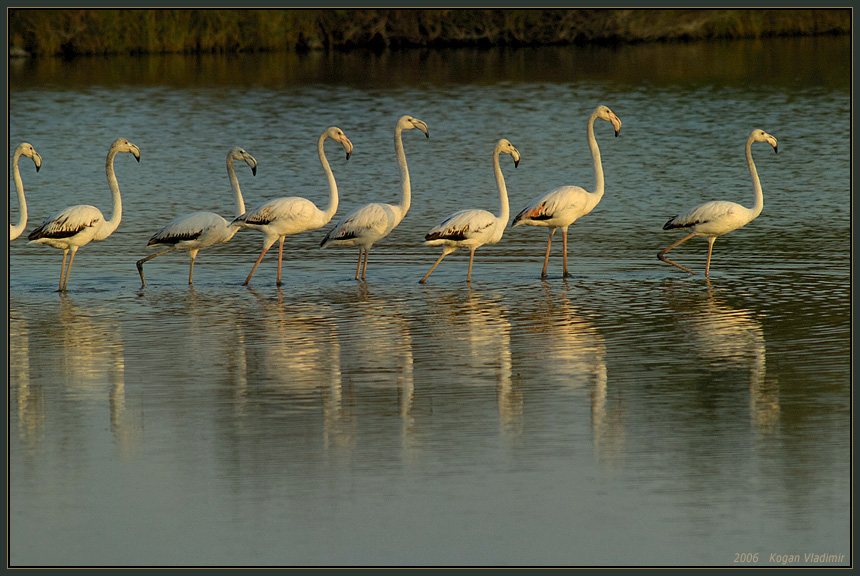 Flamingo ... Step by step.