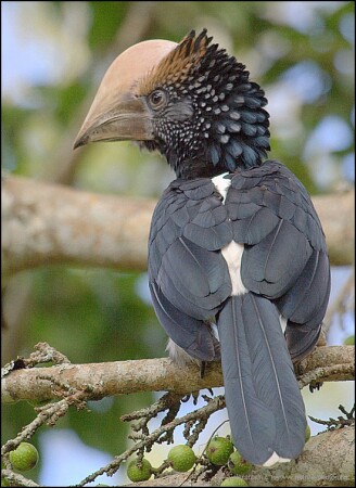 ПТИЦА НОСОРОГ.Silvery-cheeked HORNBILL Bicanistes brevis