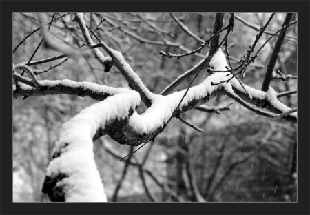 зимняя ветвь