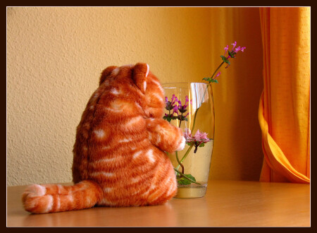 .про кота и цветы.
