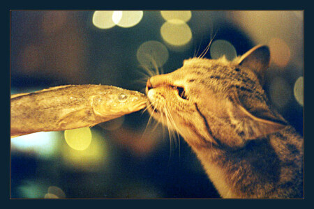 последний поцелуй