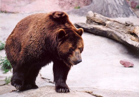 Лесной царь