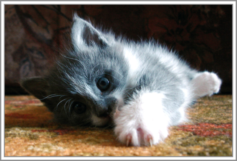 Кошак