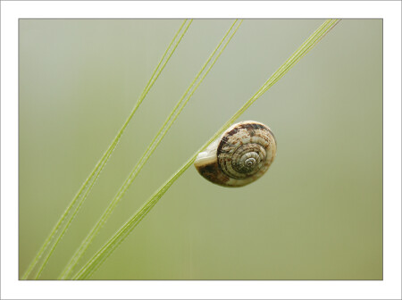Spiral Architect