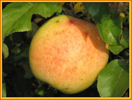 Молодильное яблочко