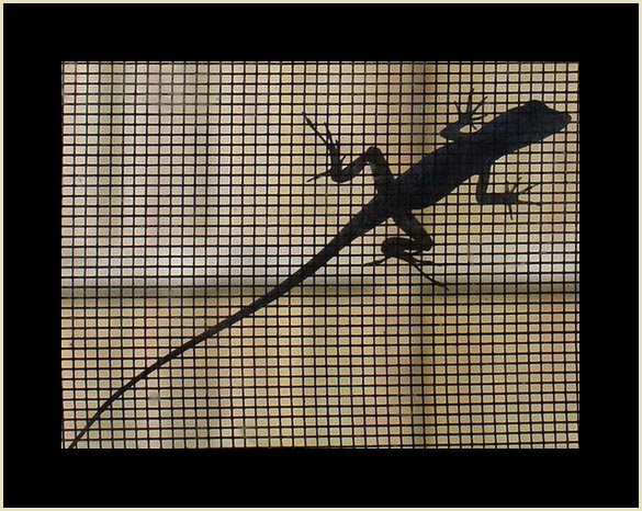 Salamander