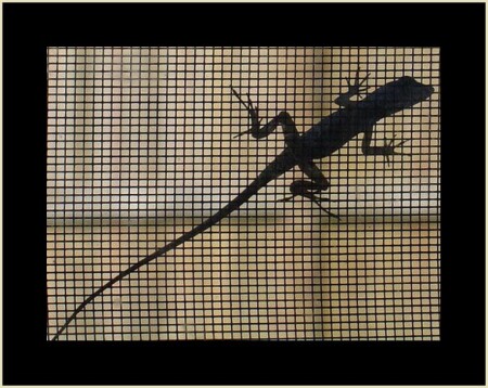 Salamander
