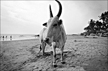 [Индия. Штат Гоа. Корова.]