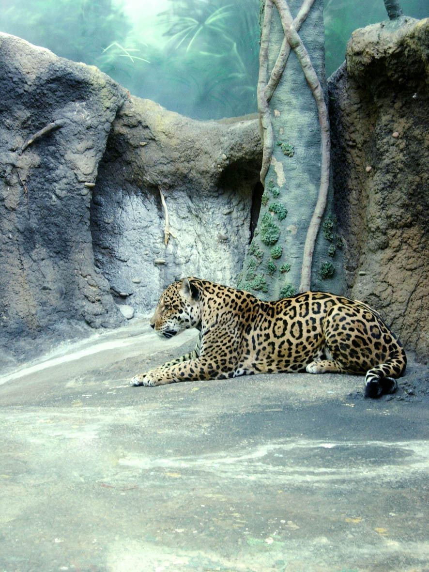 красавчик