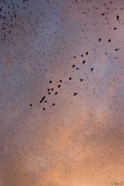 for the birds