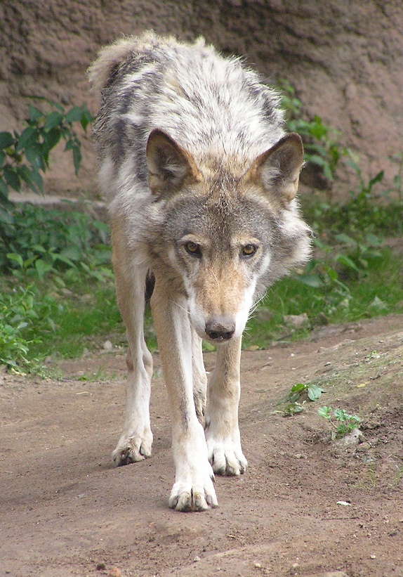 El Lobo
