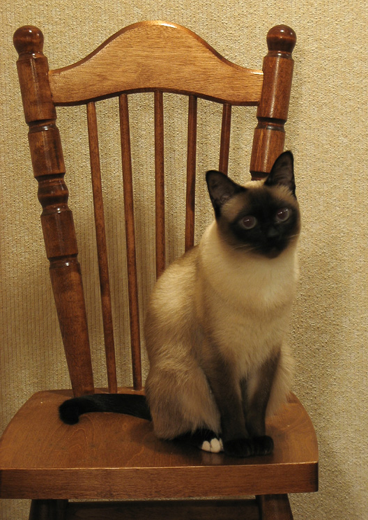 Кошка, желающая стать моделью