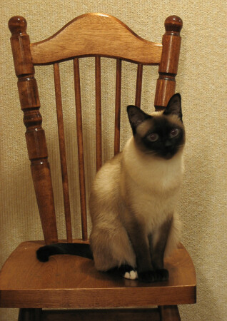 Кошка, желающая стать моделью