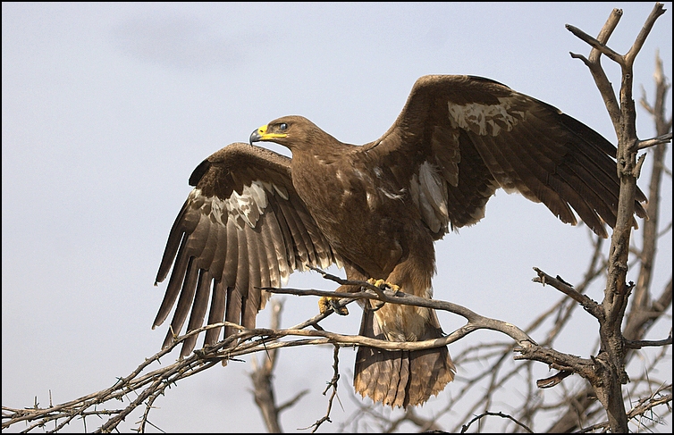 Cтепной орел евразийский steppe eagle Aguila nepalensis.